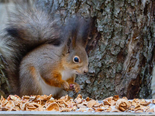 A furry squirrel sits among walnut shells
