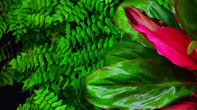 Wet season in tropics. Amazing plants and flowers in fantasy Indonesian jungle after rain