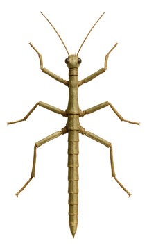 Young stick insect that mimics a slender twig with segmented limbs.