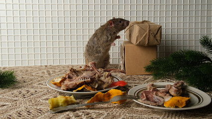 A brown-red rat sits in front of a plate with the remains of bird bones and tangerine peels, the scraps from the meal.