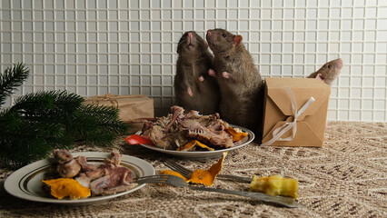 A brown-red rat sits in front of a plate with the remains of bird bones and tangerine peels, the scraps from the meal.