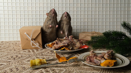 A brown-red rat sits in front of a plate with the remains of bird bones and tangerine peels, the scraps from the meal.