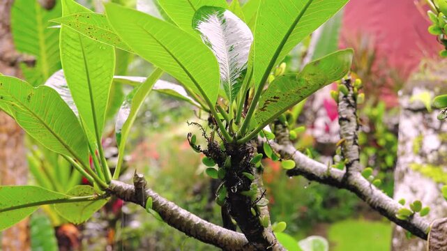 Close-up of branches of tropical tree with fresh smooth leaves after rain. Beautiful exotic plant with wet green foliage. Monsoon season in tropics. Beauty of nature on rainy day. Camera zooms out.