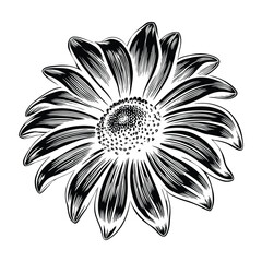 Black Eyed Susan Vector Illustration with Bright Yellow Petals and Dark Center Detailed Botanical Artwork for Summer Garden and Floral Projects