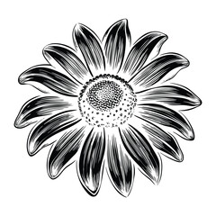 Black Eyed Susan Flower Vector Illustration with Full Bloom Petals Detailed Center and Green Leaves Perfect for Botanical Projects