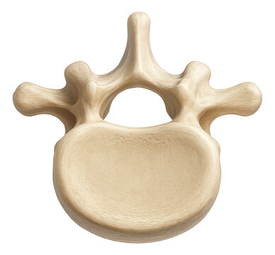 Lumbar vertebra featuring a broad, kidney-shaped body and short, blunt spinous process.