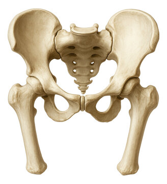 Mammal pelvis featuring ilium, ischium, and pubis for stability.