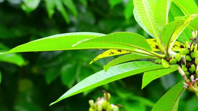 Wet season in tropics. Amazing plants after rain in fantasy Indonesian deep jungles