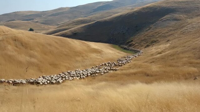 Closeup medium view of sheep moving to a fresh grazing patch highlighting climateadapted pasture rotation in dryland farming systems.