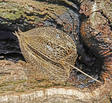 getrockneter Kelch einer Lampionpflanze - dried calix of a bladder cherry - Physalis alkekengi