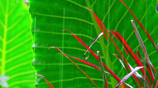 Wet season in tropics. Amazing plants and flowers in fantasy garden. Heavy rain original audio