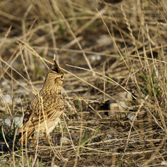 Wild crested lark displaying distinctive head plumage on dry stubble ground, showcasing natural camouflage and ground-dwelling bird behavior in earthy grassland environment with perfect detail. 