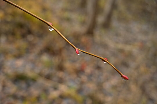 A branch with red buds and raindrops.