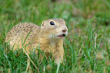 A charming European Ground Squirrel [Spermophilus citellus] portrait, holding grass in its mouth while feeding in a lush, green spring meadow under daylight.