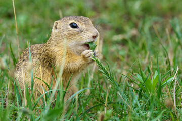 A charming European Ground Squirrel [Spermophilus citellus] portrait, holding grass in its mouth while feeding in a lush, green spring meadow under daylight.