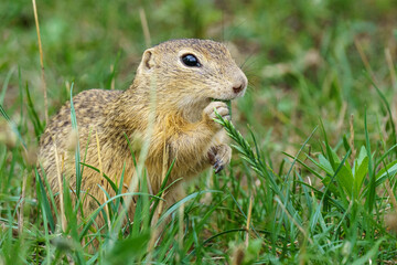 A charming European Ground Squirrel [Spermophilus citellus] portrait, holding grass in its mouth while feeding in a lush, green spring meadow under daylight.
