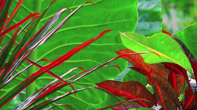 Close-up of large smooth green and red leaves of exotic plants under falling rain. Rainforest during downpour. Monsoon season in tropical jungle concept. Camera stays still. Video with original sound.