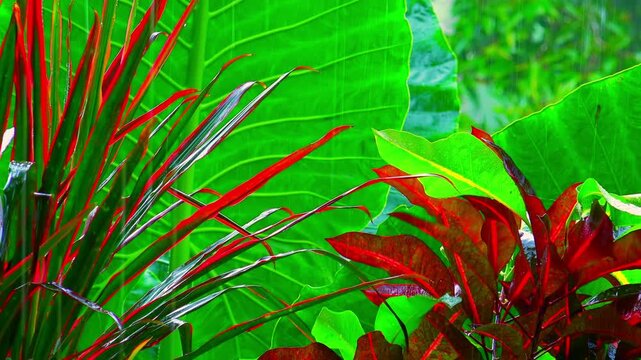 Wet season in tropics. Amazing plants and flowers in fantasy garden. Zooming video with heavy rain original audio
