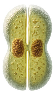 Bacteria dividing through binary fission with a distinct mid-cell split.