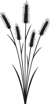 Foxtail Grass Stems Bushy Cylindrical Spikelets Silhouettes isolated on white background