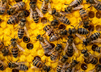 Bees look after the larvae. They feed them and blow air into them.