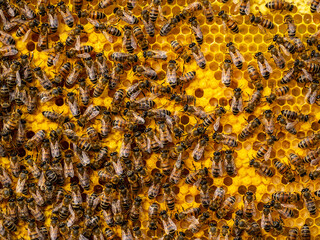 Bees look after the larvae. They feed them and blow air into them.