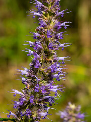 Agastache foeniculum, Lophanthus anisatus inflorescences.