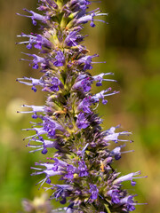 Agastache foeniculum, Lophanthus anisatus inflorescences.