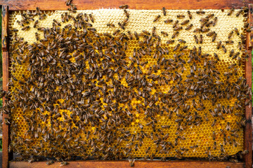 Bees look after the larvae. They feed them and blow air into them.