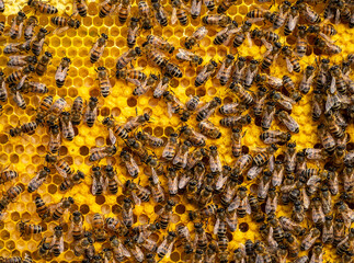 Bees look after the larvae. They feed them and blow air into them.