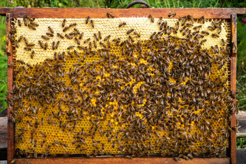 Bees look after the larvae. They feed them and blow air into them.