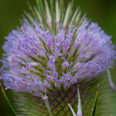 Flowering of the teasel, Dipsacus, Dipsacus sativus