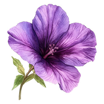 Lavatera Flower, charming watercolor clipart, isolated on a white background.
