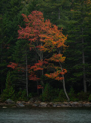 autumn in the forest