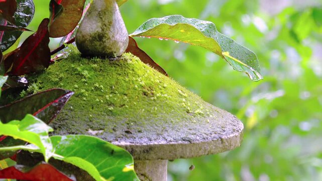 Close-up of mossy garden lantern surrounded by fresh foliage of tropical plants covered with raindrops. Stone decorative element overgrown with moss among leaves. Still camera. Video with sound.