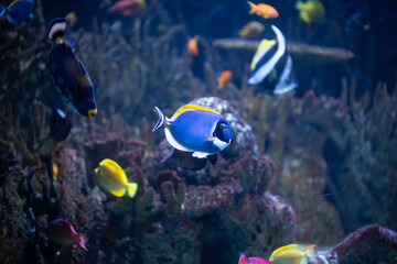 tropical fish in aquarium