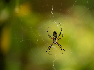 spider on the web