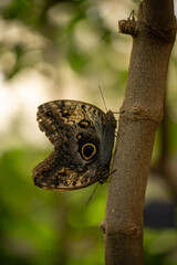 butterfly on a tree