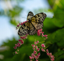 butterfly on flower