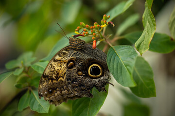 butterfly on a flower