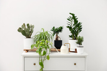 Different green houseplants and watering can on dresser near white wall indoors