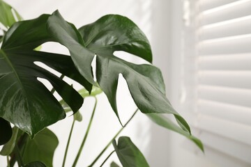 Beautiful monstera growing near white wall indoors, closeup © New Africa
