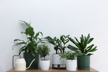 Different green houseplants and watering can on wooden table near white wall indoors