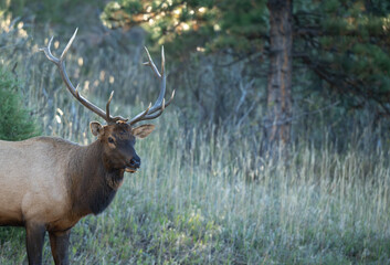 bull elk in the woods