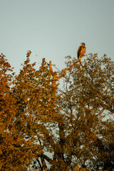 young eagle in tree