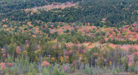 fall trees on mountain