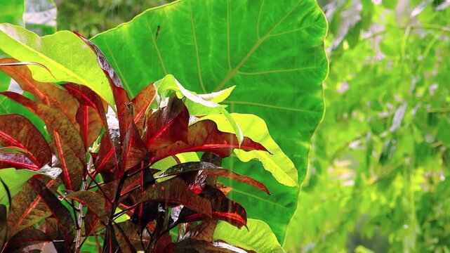 Various exotic plants with spreading branches and large wet leaves showered by rain. Fantasy trees under downpour. Concept of monsoon season in tropical jungle. Camera zooms out. Video with sound.