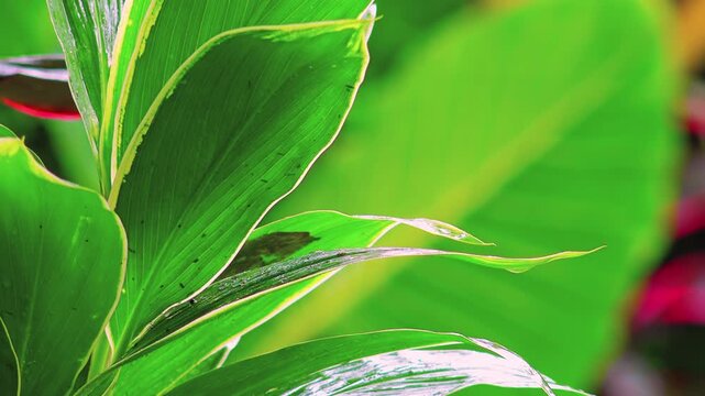 Amazing fantasy tropical garden. Large smooth green leaves of exotic plants under falling rain. Rainforest during downpour. Monsoon season in jungle concept. Camera stays still. Video with audio
