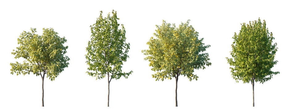 Maples Acer Ginnala and Acer Negundo isolated PNG on a transparent background premium nature cutout