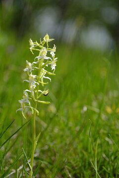 Gr&uuml;nliche Waldhyazinthe, Platanthera chlorantha